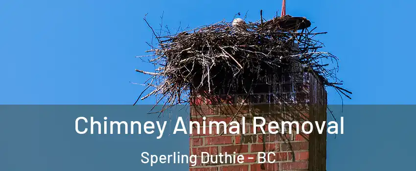 Chimney Animal Removal Sperling Duthie - BC